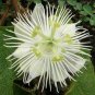 10 seeds Passiflora Foetida Alba Passion Flower Vine