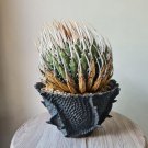 Big Agave Utahensis Eborispina Plants  + phyto