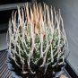 Big Agave Utahensis Eborispina Plants  + phyto