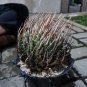 Big Agave Utahensis Eborispina Plants  + phyto