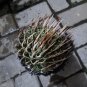 Big Agave Utahensis Eborispina Plants  + phyto