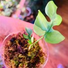 1 rhaphidophora tetrasperma Albo variegated white rare plant live, FROM US