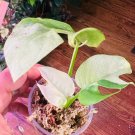 1 pcs RARE rhaphidophora tetrasperma Albo variegated white beautiful christmas plant, FROM US