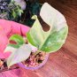 1 pcs RARE rhaphidophora tetrasperma Albo variegated white beautiful christmas plant, FROM US