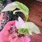 1 pcs RARE rhaphidophora tetrasperma Albo variegated white beautiful christmas plant, FROM US