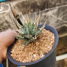 1 Agave Utahensis Eborispina Live Plants  + phyto indfb