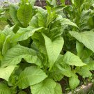 Virginia Gold Tobacco Seeds  Fresh Nicotiana Tabacum 2000pcs