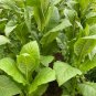 Virginia Gold Tobacco Seeds  Fresh Nicotiana Tabacum 2000pcs