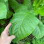 Virginia Gold Tobacco Seeds  Fresh Nicotiana Tabacum 2000pcs