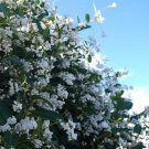Hardenbergia Violacea Alba, White Coral Pea, False Sarsaparilla Tree - 20 Pcs