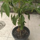 10x PAPRIKA PEPPER GENUINE HUNGARIAN SEEDS HOME GROWN  GARDEN