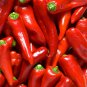 10x PAPRIKA PEPPER GENUINE HUNGARIAN SEEDS HOME GROWN  GARDEN