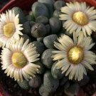 10x Aloinopsis peersii Cactus Succulent Seeds Home Grown Garden Seeds