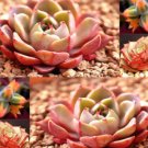 10x Echeveria mixed Rare Cactus Succulent Seeds Home Grown Garden Seeds