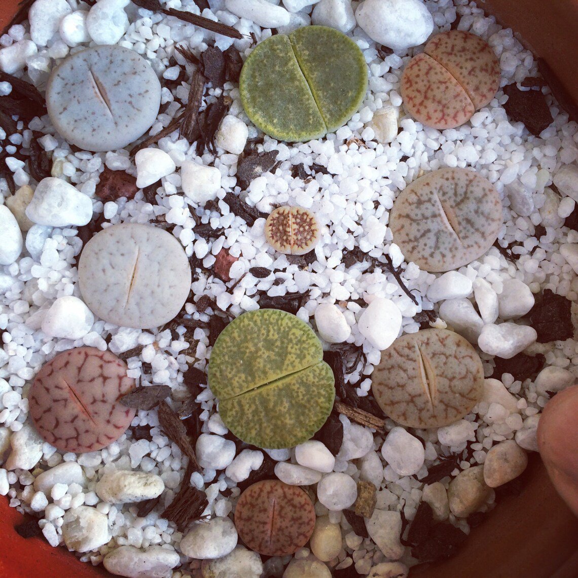 10x Lithops mixed Rare Cactus Succulent Seeds Home Grown Garden Seeds