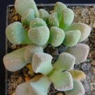 10x Aloinopsis luckhoffii Rare Cactus Succulent Seeds Home Grown Garden Seeds