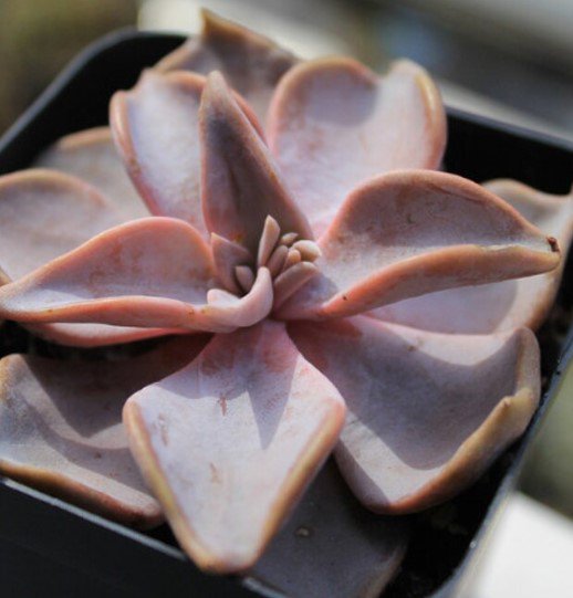 10x ECHEVERIA rodolfii Rare Cactus Succulent Seeds Home Grown Garden Seeds