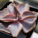 10x ECHEVERIA rodolfii Rare Cactus Succulent Seeds Home Grown Garden Seeds