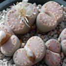 10x Lithops julii fulleri Rare Cactus Succulent Seeds Home Grown Garden Seeds