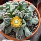 10x Titanopsis calcarea Rare Cactus Succulent Seeds Home Grown Garden Seeds