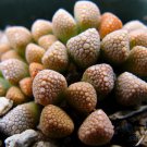 10x Titanopsis primosii Rare Cactus Succulent Seeds Home Grown Garden Seeds