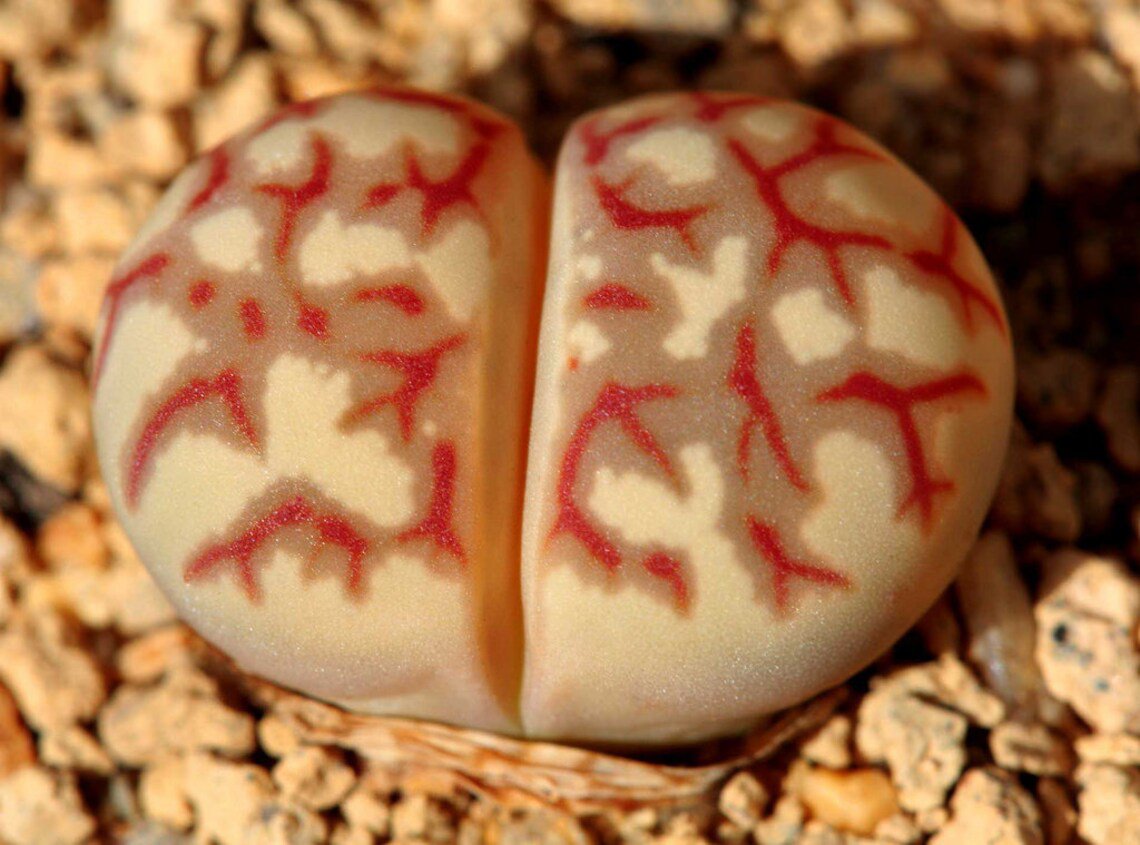 10x Lithops dorotheae Rare Cactus Succulent Seeds Home Grown Garden Seeds