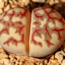 10x Lithops dorotheae Rare Cactus Succulent Seeds Home Grown Garden Seeds