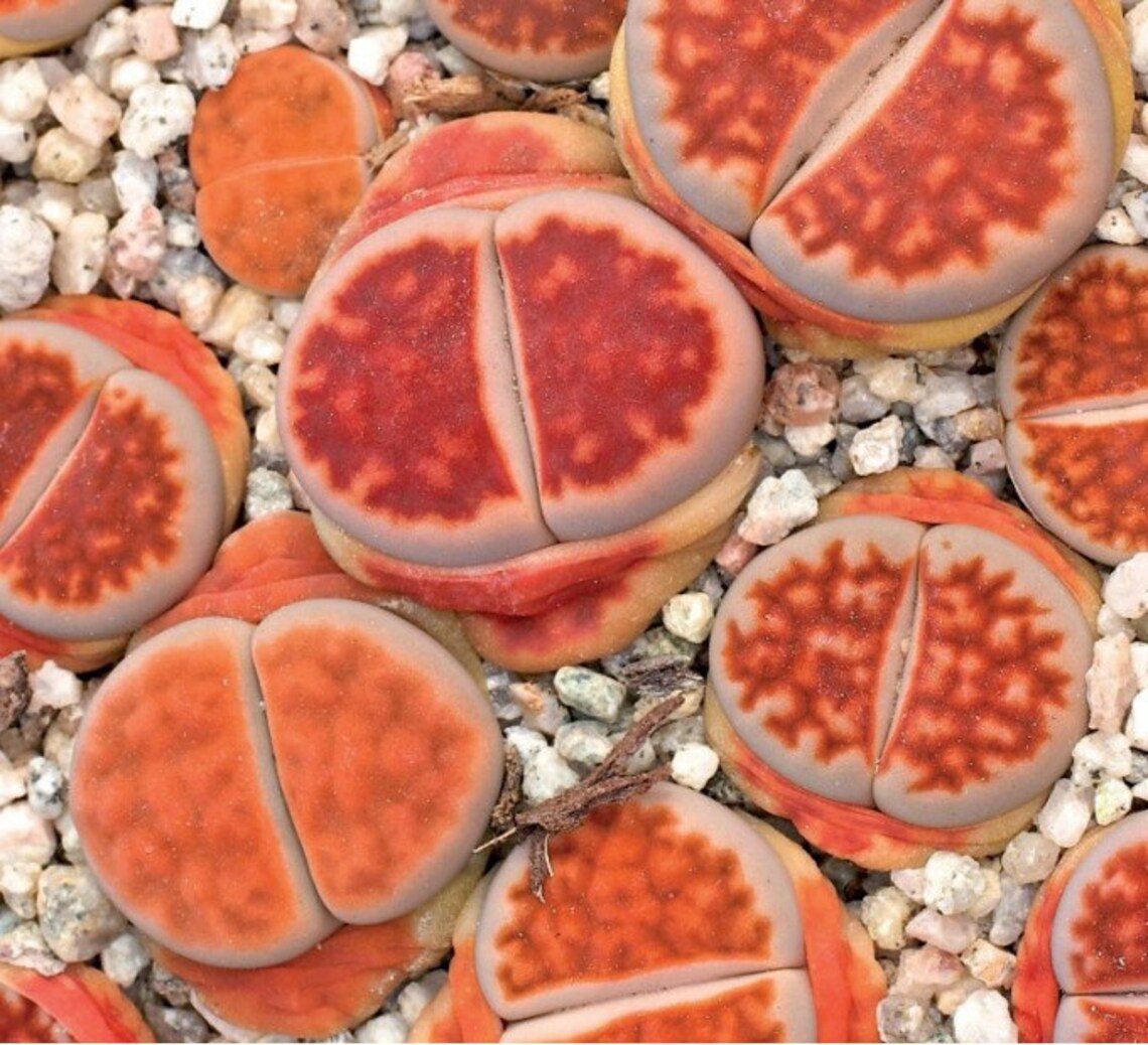10x Lithops karasmontana lateritia Rare Cactus Succulent Seeds Home Grown Garden Seeds