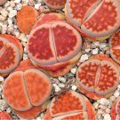 10x Lithops karasmontana lateritia Rare Cactus Succulent Seeds Home Grown Garden Seeds
