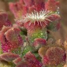 10x Mesembryanthemum crystallinum Rare Cactus Succulent Seeds Home Grown Garden Seeds