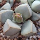 10x Lapidaria margaretae Rare Cactus Succulent Seeds Home Grown Garden Seeds