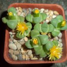 10x Stomatium suaveolens Rare Cactus Succulent Seeds Home Grown Garden Seeds