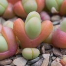 10x Argyroderma fissum Rare Cactus Succulent Seeds Home Grown Garden Seeds