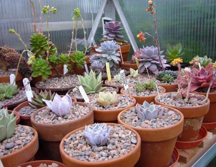 20x Echeveria mixed Rare Cactus Succulent Seeds Home Grown Garden Seeds