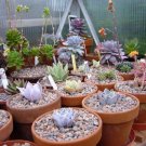 20x Echeveria mixed Rare Cactus Succulent Seeds Home Grown Garden Seeds