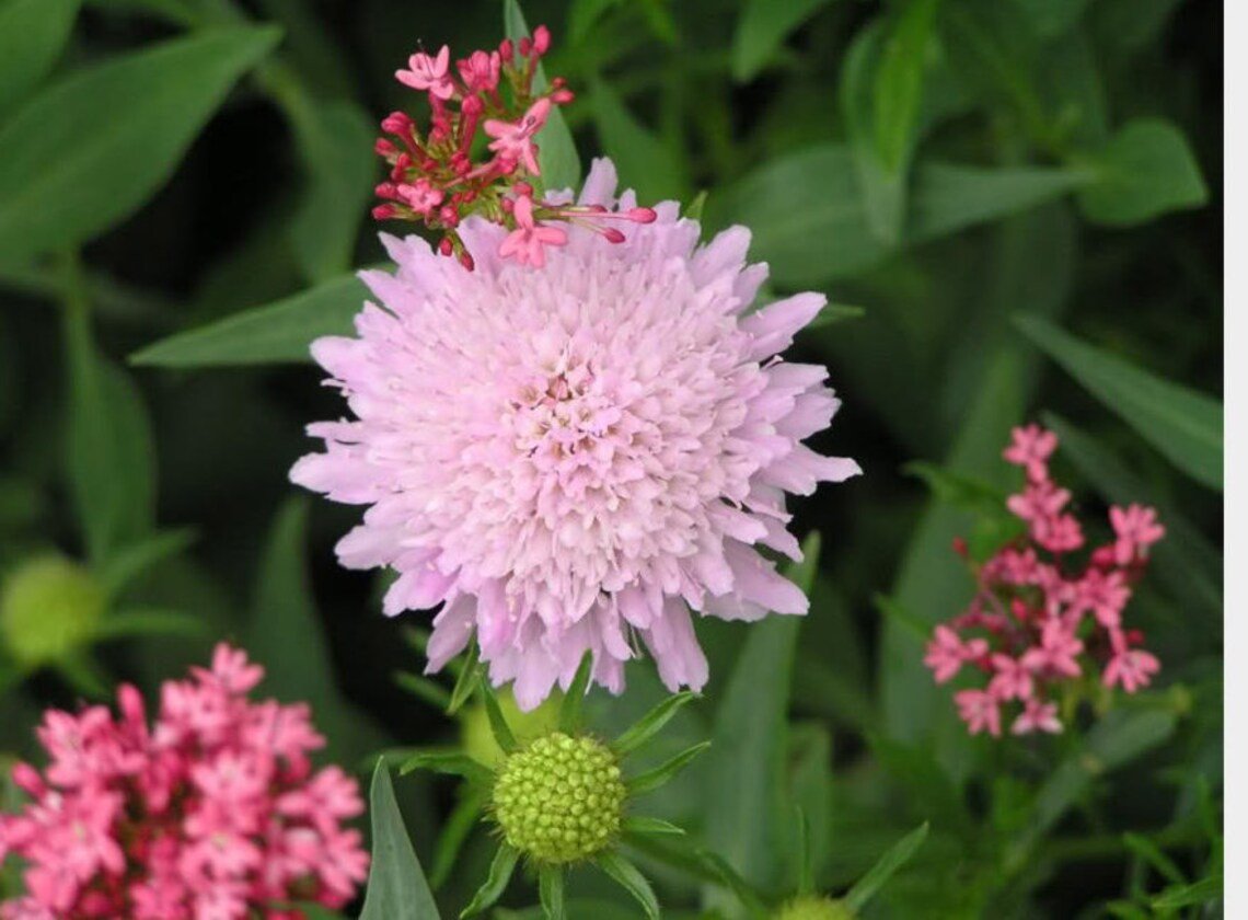 40x Sweet Scabiosa Doubles Mix Flower Seeds Home Grown Garden Seeds