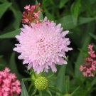 40x Sweet Scabiosa Doubles Mix Flower Seeds Home Grown Garden Seeds
