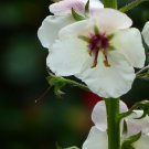 100x White Verbascum Blattaria Flower Seeds Home Grown Garden Seeds