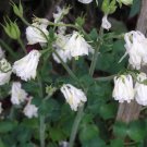 50x Aquilegia, Granny's Bonnet, Columbine Snow White Flower Seeds Home Grown Garden Seeds