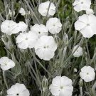 50x Lychnis Coronaria Campion Rose White Flower Seeds Home Grown Garden Seeds