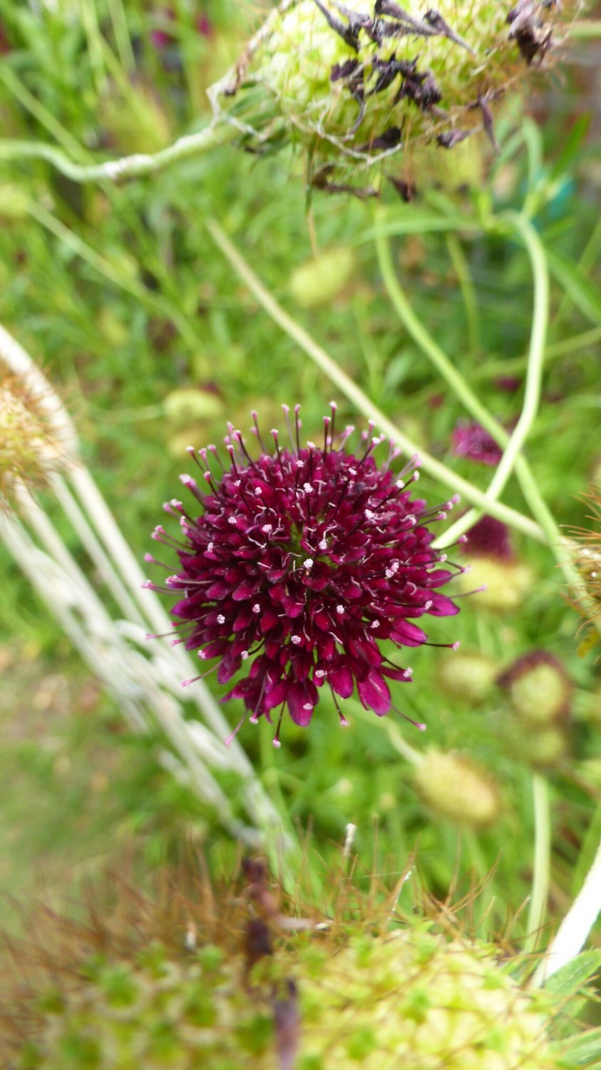 40x Sweet Scabiosa Gothic Black Flower Seeds Home Grown Garden Seeds