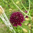 40x Sweet Scabiosa Gothic Black Flower Seeds Home Grown Garden Seeds