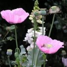 100x Ballerina Pink Single Poppy Flower Seeds Home Grown Garden Seeds