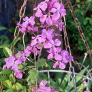 50x Honesty (lunaria) Money Flower Seeds Home Grown Garden Seeds