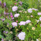 40x Sweet Scabiosa Mauve Flower Seeds Home Grown Garden Seeds