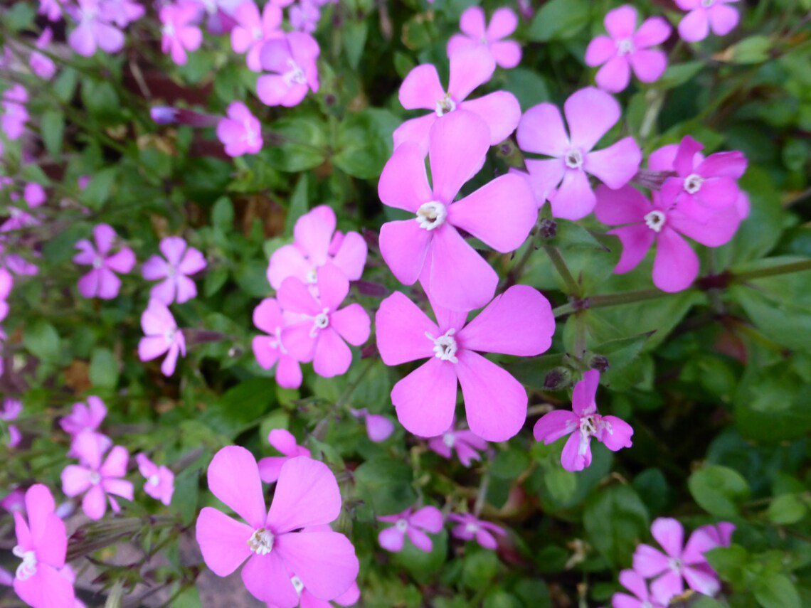 40x Pretty Pink Silene Flower Seeds Home Grown Garden Seeds