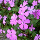 40x Pretty Pink Silene Flower Seeds Home Grown Garden Seeds