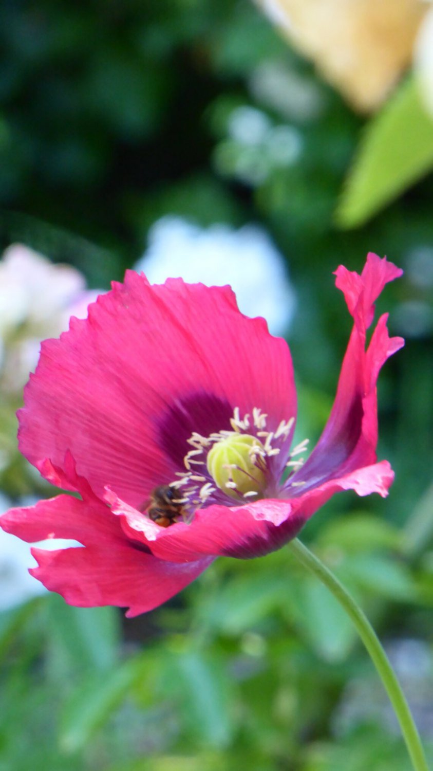 100x Ravishing Raspberry Poppy Flower Seeds Home Grown Garden Seeds