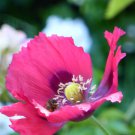 100x Ravishing Raspberry Poppy Flower Seeds Home Grown Garden Seeds