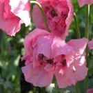 100x Pink Lace Poppy Flower Seeds Home Grown Garden Seeds